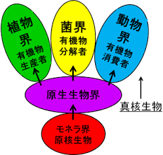 生物ー系統学（ホイタッカーの五界説、ドメイン）: 京大生αの日記